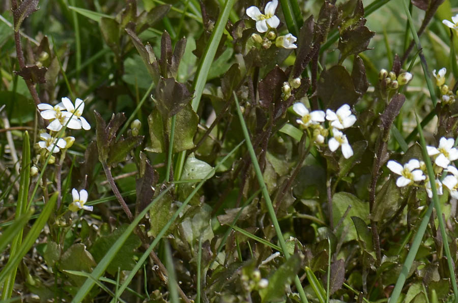 Da identificare - Arabis sp.